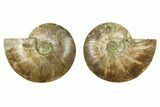 Cut & Polished, Crystal-Filled Ammonite Fossil - Madagascar #283393-1